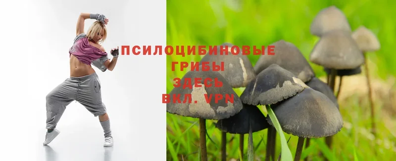 Галлюциногенные грибы Psilocybe  Донской 